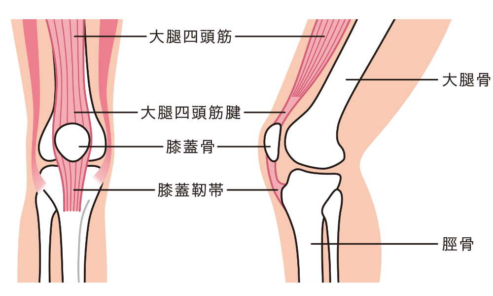 膝の解剖学のイラスト